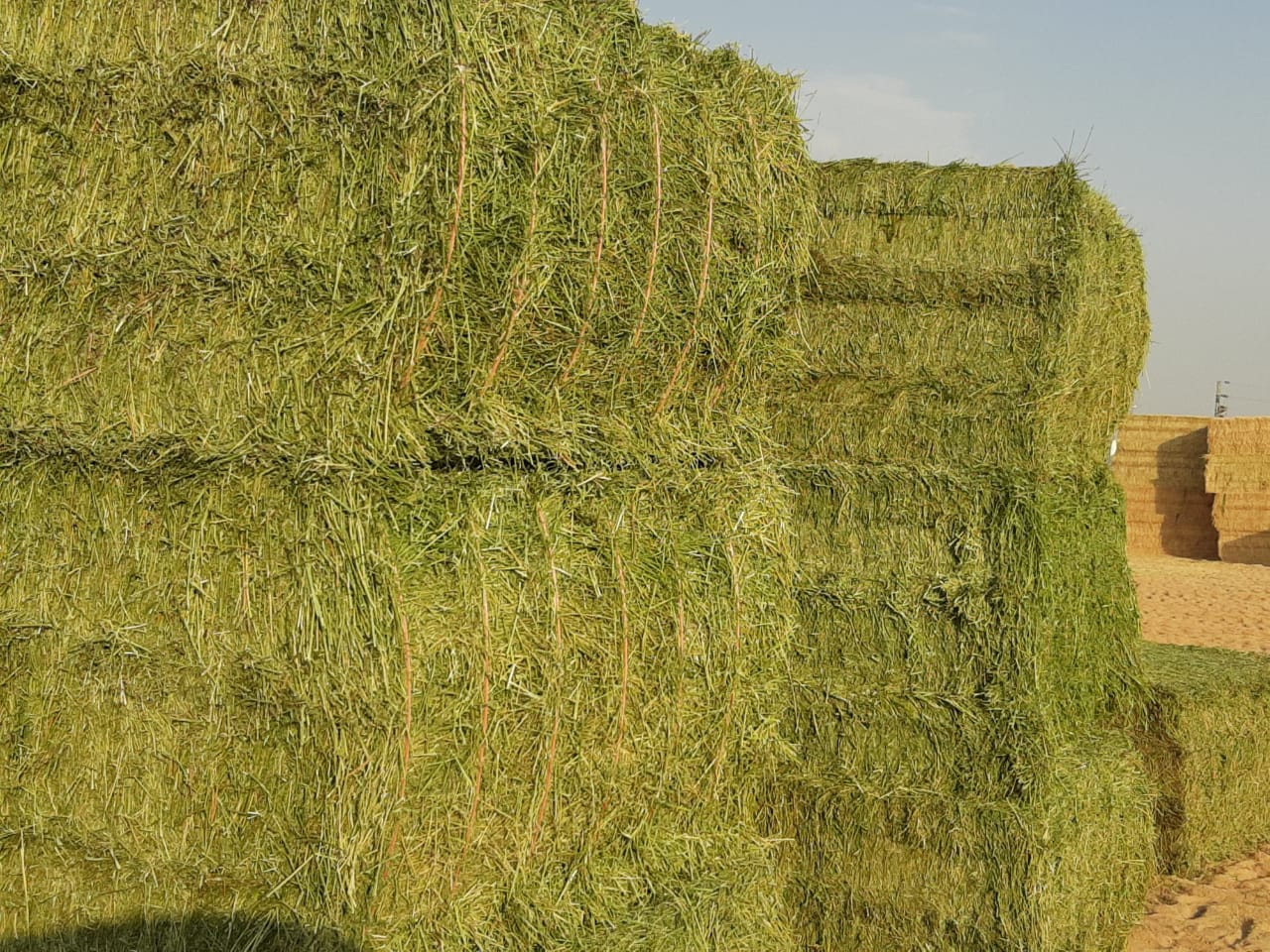 Compressed alfalfa bales stacked for animal feed supply.