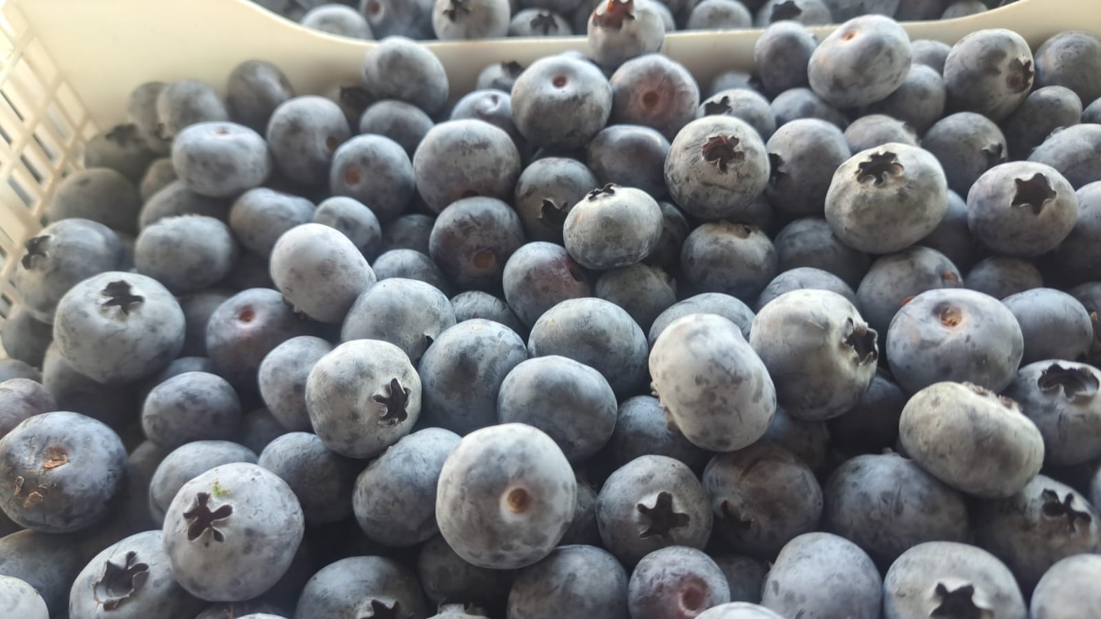 Fresh blueberries packed in commercial clamshells.