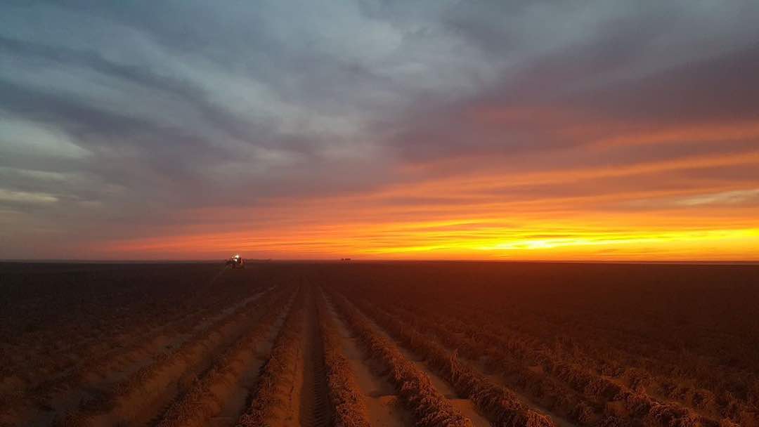 Harvesting machine operating in the field at sunset, showing field-level execution.